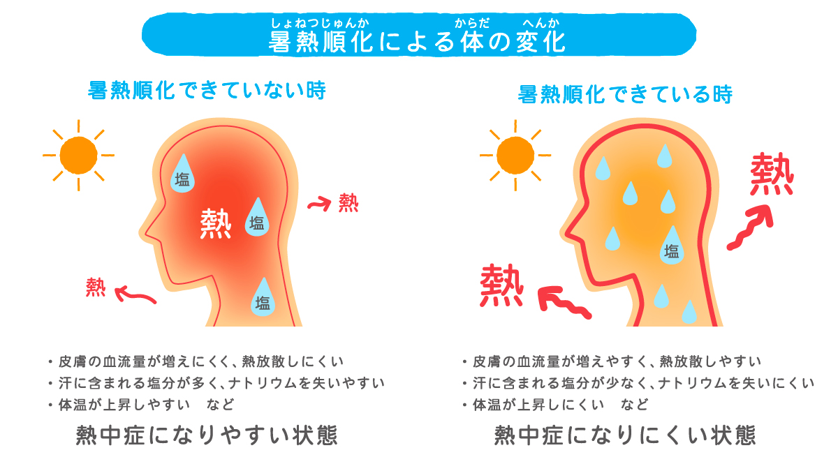 暑熱順化による体の変化の図